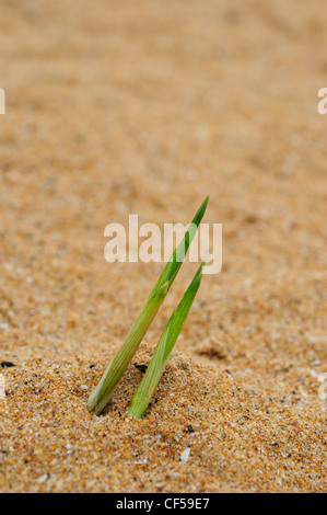 Marram europea erba o Beachgrass (Ammophila arenaria) Foto Stock