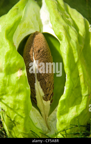 Un seme aperto pod dal Colotropis procera Apple di Sodoma pianta originaria dell Africa e dell Asia Foto Stock