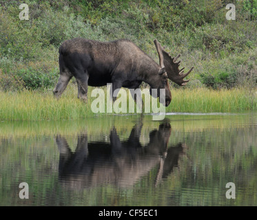 Bull Moose (Alces alces) wades in uno stagno di alimentazione sulle erbe acquatiche, Parco Nazionale di Denali, Alaska. Foto Stock