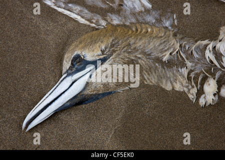 Dead gannett, appiattita e mezzo sepolto sulla spiaggia di Nolton Haven in Pembrokeshire, Galles Foto Stock