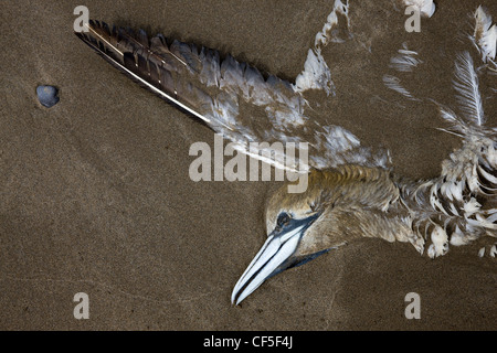 Dead gannett, appiattita e mezzo sepolto sulla spiaggia di Nolton Haven in Pembrokeshire, Galles Foto Stock