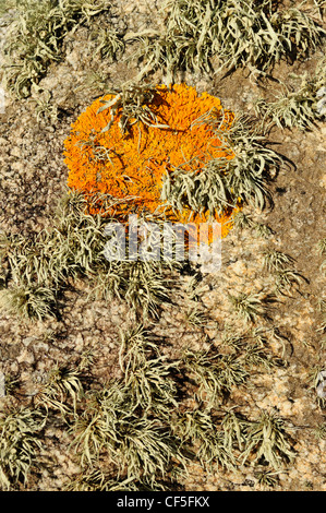 Licheni marino su una roccia. Mare avorio (Ramalina cuspidata) e marittimo (Sunburst Xanthoria parietina) Foto Stock