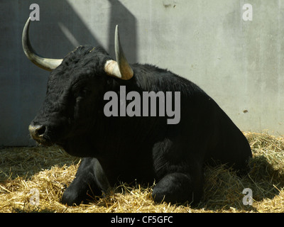 Tori selvaggi a San Fermín Pamplona Foto Stock