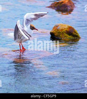 A testa nera (gabbiano Chroicocephalus ridibundus) seduto su una roccia nel fiume. Foto Stock