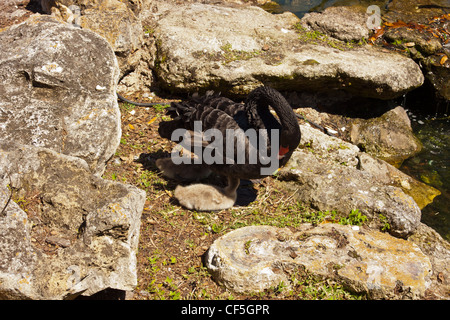 Black Swan con cygnets sul nido a Lake Eola orlando florida usa Foto Stock