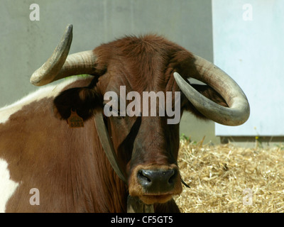 Tori selvaggi a San Fermín Pamplona Foto Stock