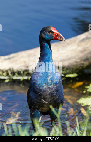 Australian Purple Swamphen. Porphyrio porphyrio Foto Stock