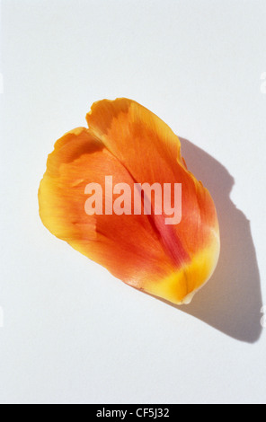 Offerta Tulip Time Dettaglio immagine di salmone Parrot tulip petalo Foto Stock