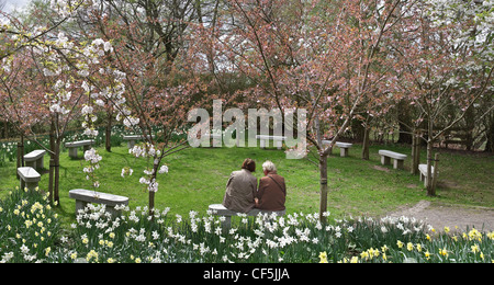 La fioritura dei ciliegi e narcisi in primavera, l'amicizia nel giardino Botonic giardini come madre e figlia godono di primavera wea Foto Stock