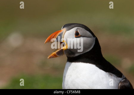 I puffini sull isola Skomer, Pembrokeshire, Galles Foto Stock