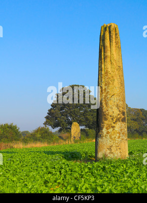 I diavoli frecce pietre, monoliti preistorici nella periferia occidentale di Boroughbridge. Foto Stock
