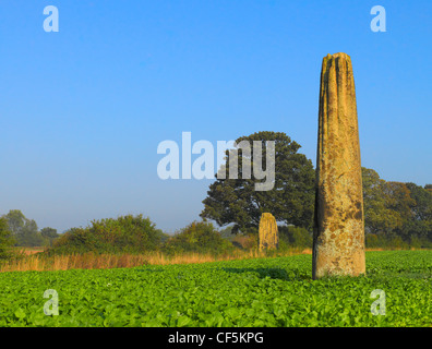 I diavoli frecce pietre, monoliti preistorici nella periferia occidentale di Boroughbridge. Foto Stock