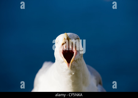 Un gabbiano aringhe chiamando con becco aperto Foto Stock