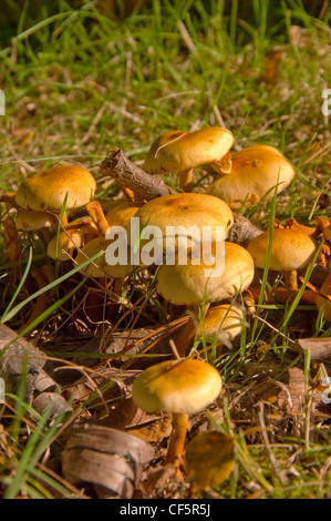 Un intrico di zolfo ciuffo di funghi (Hypholoma fasciculare). Foto Stock