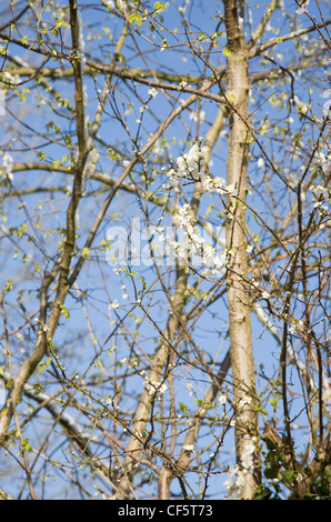 Giardino d'inverno British garden di Allendale, Kent, Regno Unito, affacciato su Romney Marsh Sloe blossom (Prunus spinosa, Blackthron), dopo Foto Stock