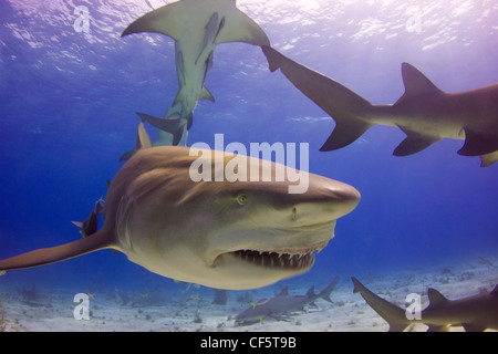 Lo squalo limone mostra off è chompers Foto Stock