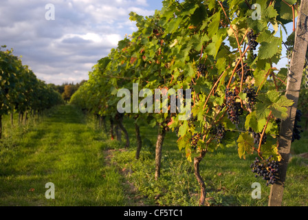 L'uva Merlot crescendo al Denbies vigna. Foto Stock