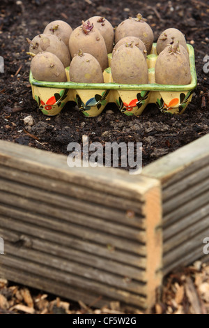 Piantare la germogliazione di tuberi di patata su un allotement, in un letto rialzato composto da materiali riciclati decking Foto Stock