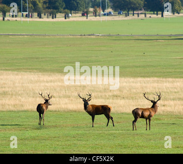 Red cervi a Richmond Park durante l'autunno solchi stagione. Il Parco di Richmond è il più grande parco reale a Londra ed è ancora a casa Foto Stock