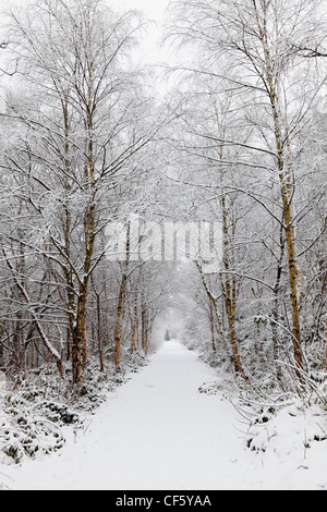 Coperta di neve il percorso che conduce attraverso gli alberi. Foto Stock