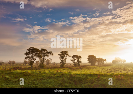 Una linea di alberi in piedi in un campo del Somerset livelli come la mattina di sole brucia fuori dal basso la nebbia. Foto Stock