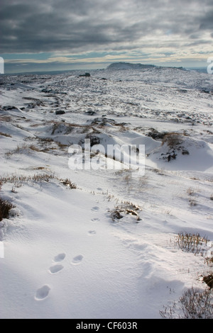 La Lepre Bianca orme sul vertice di Kinder Scout. Foto Stock