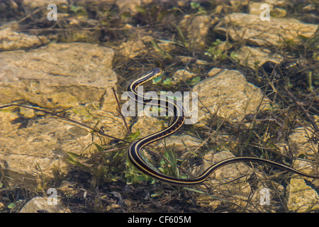 Garter snake nuoto attraverso una piccola piscina di acqua Foto Stock