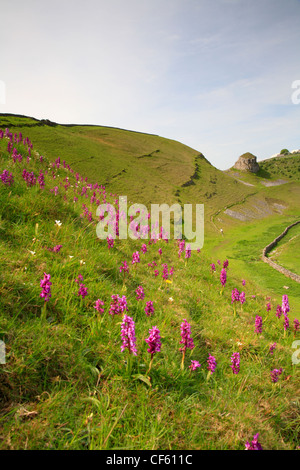 Inizio orchidee viola vicino a Pietro pietra nel Parco Nazionale di Peak District. Foto Stock