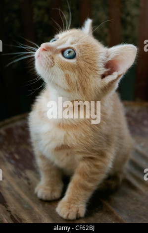 Lo zenzero Piccola Gattino con chiari occhi azzurri cercando curiosamente fino Foto Stock