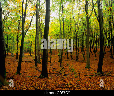 Faggi la visualizzazione di colore di autunno a Eyeworth in legno la nuova foresta. Foto Stock