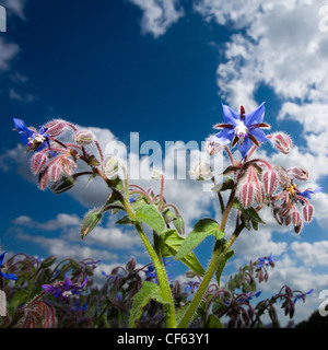 Close up blu fiore di Borragine noto anche come Starflower. Foto Stock