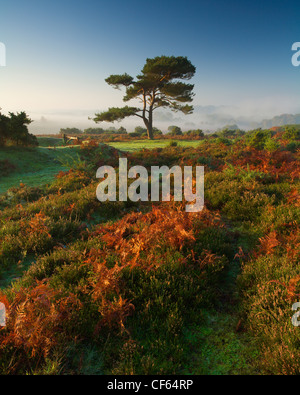 La nebbia persistente su la Nuova Foresta, visto dalla vista Bratley Bolderwood vicino a sunrise. Foto Stock