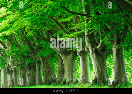 Il faggio avenue a Kingston Lacy nella primavera del Dorset Regno Unito Foto Stock