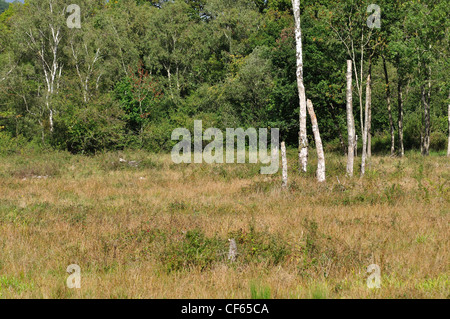 Una vista di un Dorset Wildlife Trust Reserve, Bracketts ceduo REGNO UNITO Foto Stock