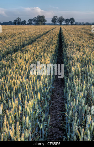 Percorso attraverso un campo di grano di maturazione appena prima del raccolto. Foto Stock