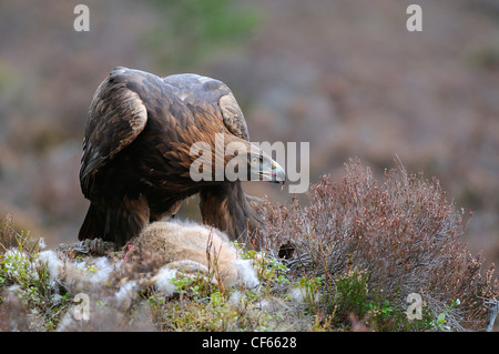 Un aquila reale (Aquila chrysaetos) alimentazione su una montagna di lepre. Foto Stock
