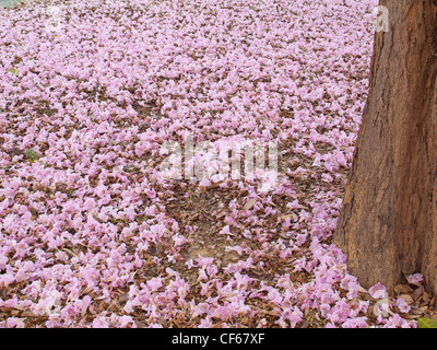 Rosa struttura a campana in fiore nel giorno di san valentino come il Dolce Sogno Foto Stock