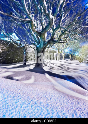 Coperta di neve albero illuminato da luci steet vicino Hayfield casa a Lerwick sulle Isole Shetland. Foto Stock