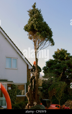 Tree chirurgo lavorando su giardino conifera albero Foto Stock