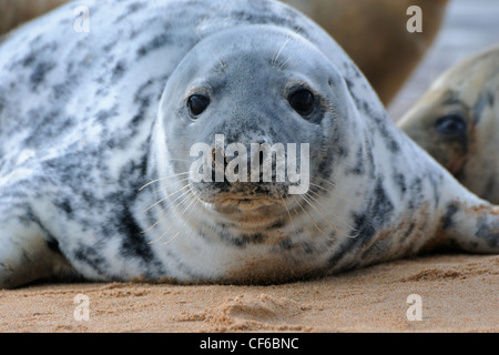 Una guarnizione di tenuta in corrispondenza delle sabbie di Forvie, Newburgh, Aberdeenshire, Scozia Foto Stock