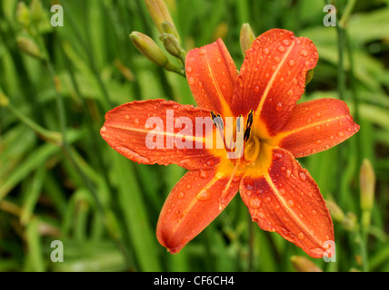 Primo piano di un'arancia wild lily Foto Stock