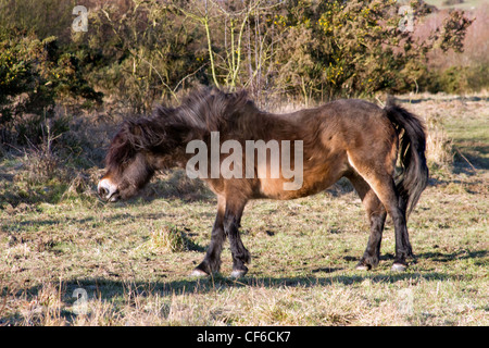 Exmoor pony scuotendo la testa Foto Stock