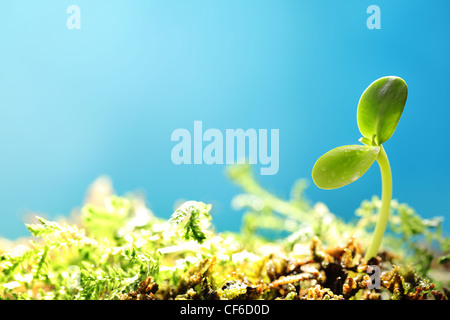 Germoglio di primavera su sfondo blu Foto Stock