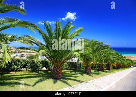 Palme piantate in fila lungo mall che conduce al mare sulla giornata di sole Foto Stock