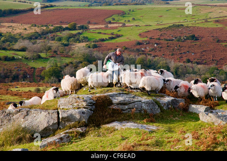 Un imprenditore agricolo alimentare le sue pecore vicino a sella Tor nel Parco Nazionale di Dartmoor. Foto Stock