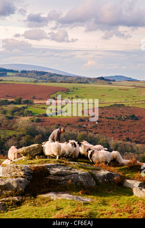 Un imprenditore agricolo alimentare le sue pecore vicino a sella Tor nel Parco Nazionale di Dartmoor. Foto Stock