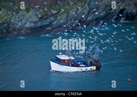 A Flock of Seagulls seguire una barca da pesca nel porto di Polperro. Foto Stock