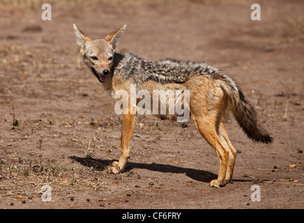 Kenya - Masai Mara - Nero-backed Jackal tornando a den Foto Stock