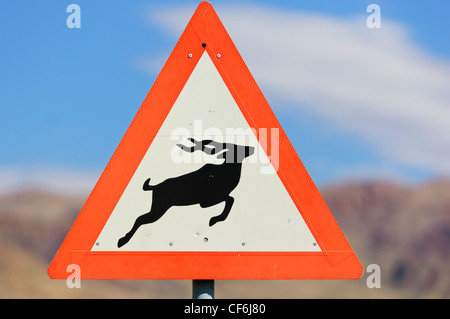 Kudu segno di attraversamento lungo una strada di ghiaia. Namibia Foto Stock