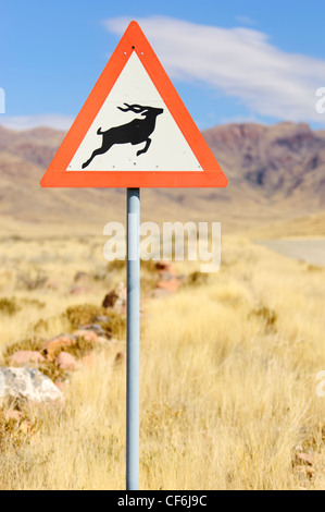 Kudu segno di attraversamento lungo una strada di ghiaia. Namibia Foto Stock